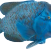 MOJO Blue Groper Realistische Sealife Spielzeugfigur