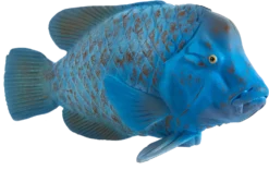 MOJO Blue Groper Realistische Sealife Spielzeugfigur