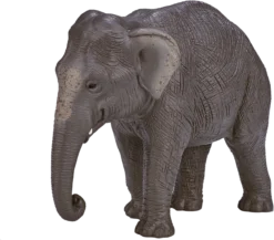 MOJO Asiatischer Elefant, Realistische Internationale Tierwelt, Handbemalte Spielzeugfigur -Schleich Verkaufe mojo wildlife speelgoed aziatische olifant 387266