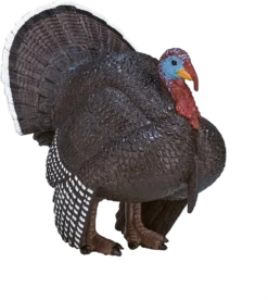 MOJO Männlicher Truthahn Spielzeugfigur -Schleich Verkaufe mojo woodland speelgoed mannetjes kalkoen 387285